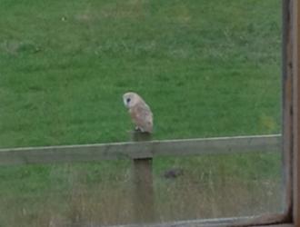 Barn Owl in Low Road.